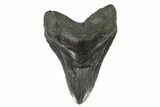 Fossil Megalodon Tooth - South Carolina #95326-1